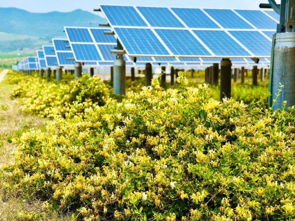 1749430165399252.jpg 10.jpg